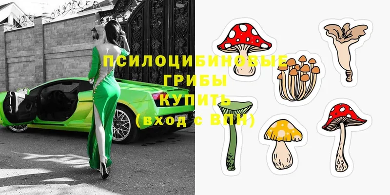 купить наркотики сайты  Камышин  Галлюциногенные грибы MAGIC MUSHROOMS 